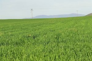 Κάτω από την ελάχιστη τιμή  των 8.5 ευρώ το στρέμμα η  συνδεδεμένη σκληρού 2024