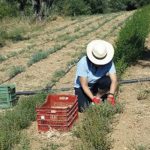 Σε Ευρώπη, Αμερική και Ντουμπάι ξανοίγονται τα αρωματικά φυτά και βότανα της Χίου - Fresher