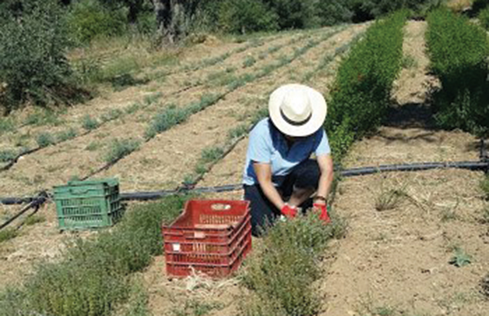 Σε Ευρώπη, Αμερική και Ντουμπάι ξανοίγονται τα αρωματικά φυτά και βότανα της Χίου - Fresher