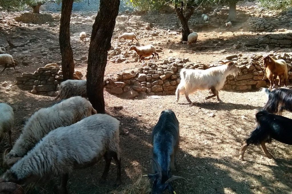 Υποχρεωτικοί χώροι ταφής νεκρών ζώων από τους δήμους με τον νέο νόμο