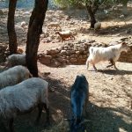 Υποχρεωτικοί χώροι ταφής νεκρών ζώων από τους δήμους με τον νέο νόμο