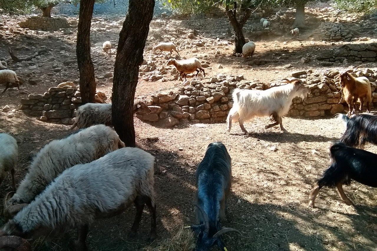 Υποχρεωτικοί χώροι ταφής νεκρών ζώων από τους δήμους με τον νέο νόμο