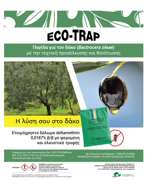 Σε μόνιμη επιφυλακή για τρεις γενιές δάκου στους ελαιώνες λόγω ήπιου καιρού - Ελαίας Καρπός