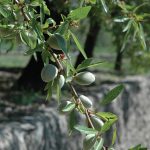 Ξεκίνησαν οι πτήσεις ευρύτομου στις αμυγδαλιές, αναγκαίος ο ψεκασμός - Fresher