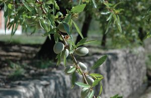Ξεκίνησαν οι πτήσεις ευρύτομου στις αμυγδαλιές, αναγκαίος ο ψεκασμός - Fresher