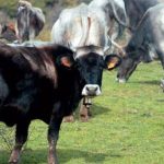 Μέχρι 8 Μαΐου οι προσφυγές για τη «Διατήρηση Απειλούμενων Αυτόχθονων Φυλών Αγροτικών Ζώων»
