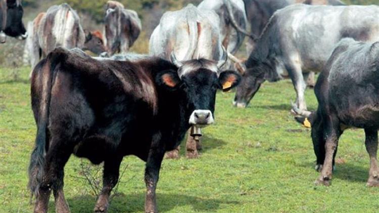 Μέχρι 8 Μαΐου οι προσφυγές για τη «Διατήρηση Απειλούμενων Αυτόχθονων Φυλών Αγροτικών Ζώων»