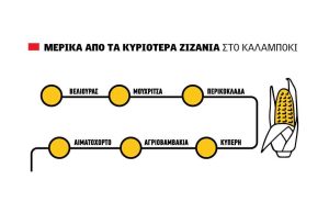 Αθόρυβη ζημιά ως και 20% χωρίς πλάνο για τα ζιζάνια στα σπαρμένα καλαμπόκια