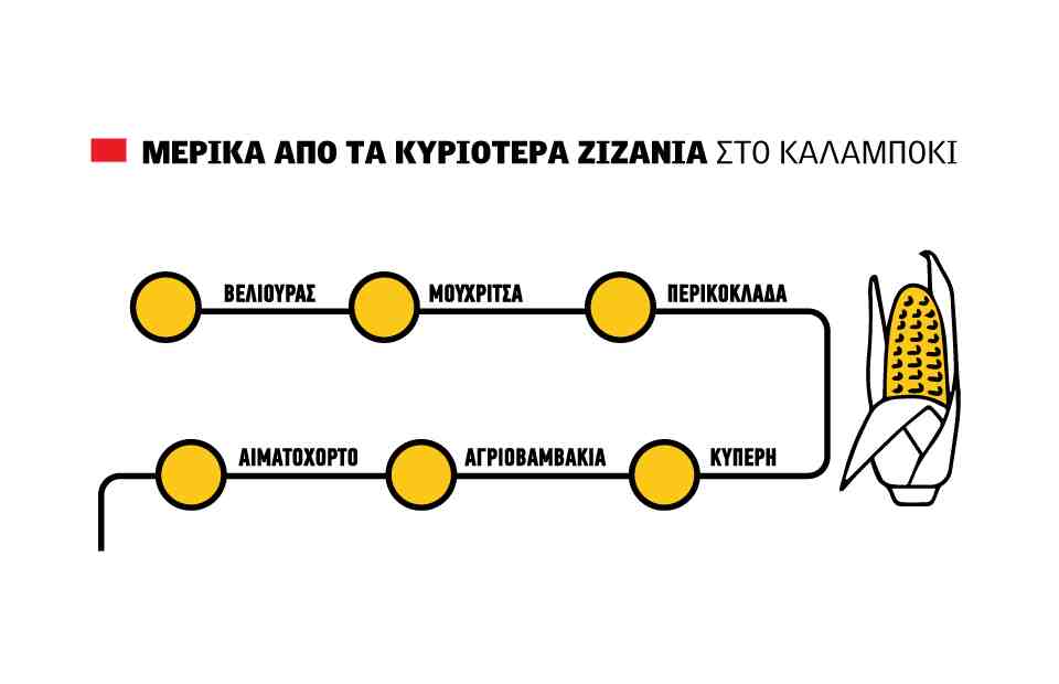 Αθόρυβη ζημιά ως και 20% χωρίς πλάνο για τα ζιζάνια στα σπαρμένα καλαμπόκια