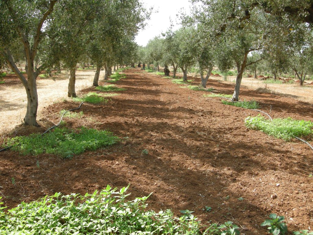 Ζεόλιθος στον ελαιώνα: Τριπλό όφελος για την καλλιέργεια και το περιβάλλον