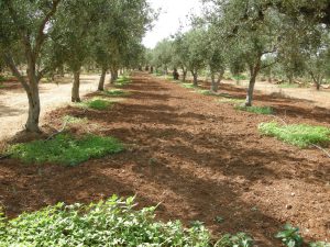 Ζεόλιθος στον ελαιώνα: Τριπλό όφελος για την καλλιέργεια και το περιβάλλον
