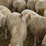 Σε επιφυλακή για πιθανή διασπορά ευλογιάς σε Ναυπακτία και Φωκίδα - Τυροκόμος