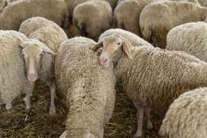 Σε επιφυλακή για πιθανή διασπορά ευλογιάς σε Ναυπακτία και Φωκίδα - Τυροκόμος