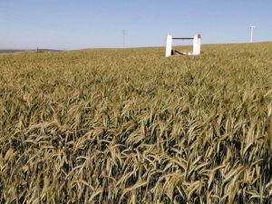 Βρώσιμη και βιώσιμη συσκευασία τυριών από τριτικάλε - Τυροκόμος