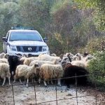 Δέκα φορές πάνω μέχρι 12.000 ευρώ τα πρόστιμα για τα ανεπιτήρητα ζώα