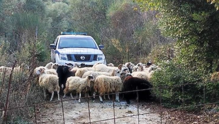 Δέκα φορές πάνω μέχρι 12.000 ευρώ τα πρόστιμα για τα ανεπιτήρητα ζώα