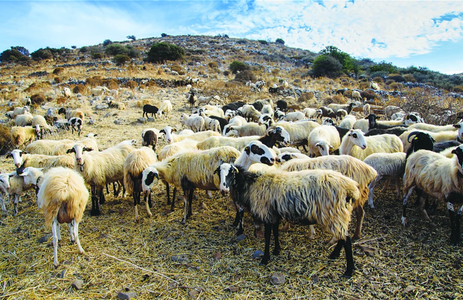 Καμπανάκι FAO για πιθανή εξάπλωση νέου στελέχους αφθώδη πυρετού σε Ευρώπη και Μέση Ανατολή