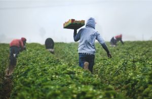 Συρρικνώνεται ο αριθμός των εργατών γης στην Ευρώπη την τελευταία 15ετια