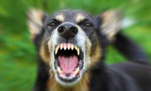 Επίθεση από αδέσποτο σκυλί δέχθηκε 10χρονη στην Πέλλα