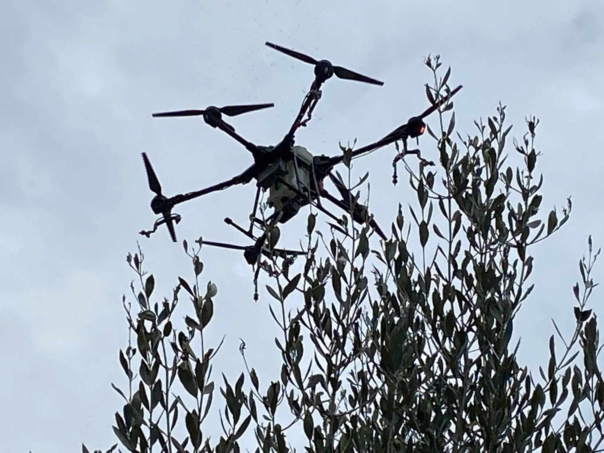 Η χρήση drones για την καταπολέμηση του δάκου