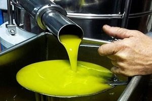 Ελαίας Καρπός
