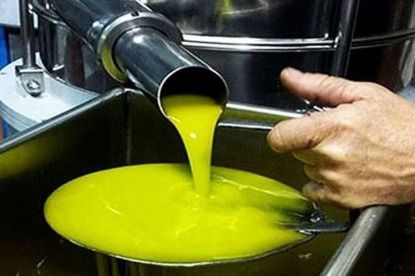 Ελαίας Καρπός