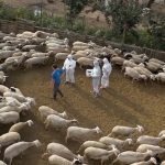 Σε συναγερμό η Χαλκιδική για πιθανό κύμα ευλογιάς, τρία κρούσματα στη Νέα Φωκαία - Τυροκόμος