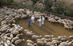 Σε συναγερμό η Χαλκιδική για πιθανό κύμα ευλογιάς, τρία κρούσματα στη Νέα Φωκαία - Τυροκόμος