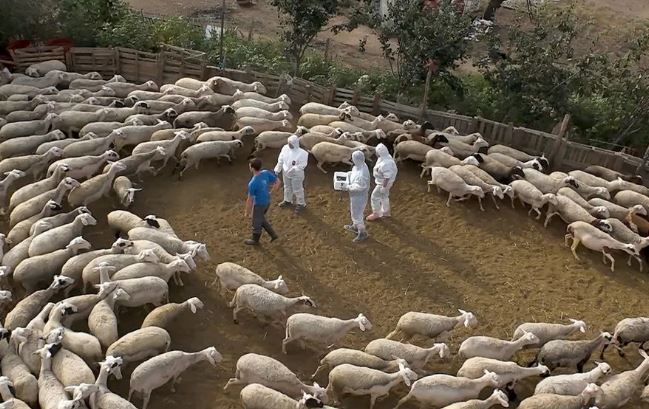 Σε συναγερμό η Χαλκιδική για πιθανό κύμα ευλογιάς, τρία κρούσματα στη Νέα Φωκαία - Τυροκόμος