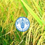 FAO: Επείγοντα μέτρα για την αναχαίτιση του αφθώδους πυρετού σε Ευρώπη και Ανατολή