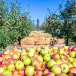 Στους 50.757 τόνους οι εξαγωγές ελληνικών μήλων ως 16 Μαΐου λέει ο Incofruit