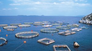 Στις 16-18 Μαΐου έρχεται το πρώτο Ελληνικό Επιστημονικό Συνέδριο Υδατοκαλλιεργειών
