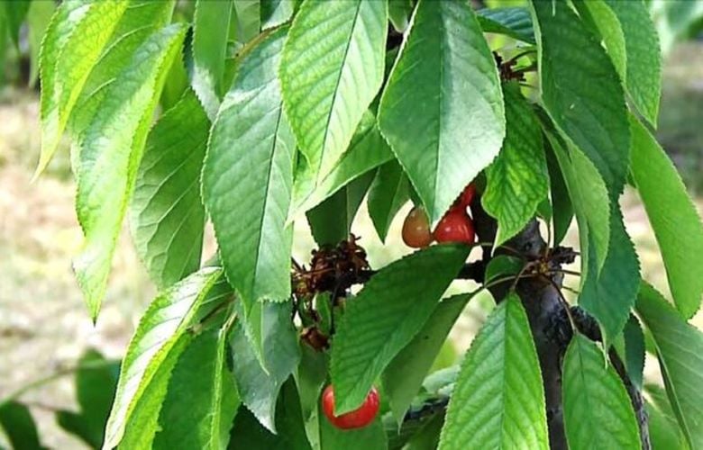 Ο παγετός και οι βροχές έφεραν κακή χρονιά για τα κεράσια της Πιερίας