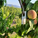 Εγκρίθηκε διάθεση πίστωσης 1,4 εκατ. ευρώ για το Κομφούζιο
