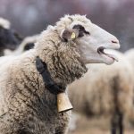 Ευρωπαϊκές πιέσεις για εμβολιασμό ενάντια στην ευλογιά αιγοπροβάτων