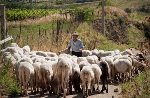Στα 12 ευρώ ανά κεφάλι κλείδωσε η συνδεδεμένη 2024 για το αιγοπρόβειο - Τυροκόμος