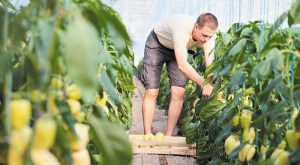 Εντός 5 εργάσιμων από τα αποτελέσματα οι ενστάσεις νεαρών αγροτών για τη μετατροπή στα Βιολογικά