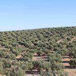 Νέα Αριστερά: Για την καταστροφή ελαιοπαραγωγής στη Χαλκιδική και την έλλειψη αντιχαλαζικής προστασίας