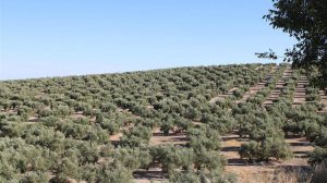 Νέα Αριστερά: Για την καταστροφή ελαιοπαραγωγής στη Χαλκιδική και την έλλειψη αντιχαλαζικής προστασίας