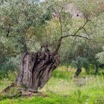 Τι ψιθυρίζουν οι ελιές μεταξύ τους για τον Κολοκοτρώνη