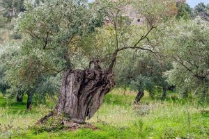 Τι ψιθυρίζουν οι ελιές μεταξύ τους για τον Κολοκοτρώνη