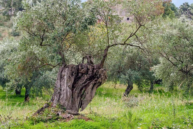 Τι ψιθυρίζουν οι ελιές μεταξύ τους για τον Κολοκοτρώνη