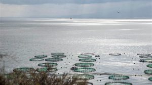 Ανησυχίες της Περιβαλλοντικής Πρωτοβουλίας Μαγνησίας για χρηματοδοτήσεις υδατοκαλλιεργειών στον Παγασητικό