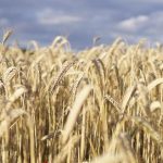 Κίνα: Ασφαλής η προμήθεια σιτηρών εν μέσω δασμών