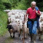 Ζητά τα μισθώματα από τα βοσκοτόπια το ΥΠΑΑΤ για να κάνει τα διαχειριστικά σχέδια - Τυροκόμος