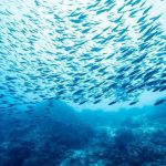 Καινοτόμο πρόγραμμα συνεργατικής επιχειρηματικότητας για αλιείς και ιχθυοκαλλιεργητές της Ροδόπης