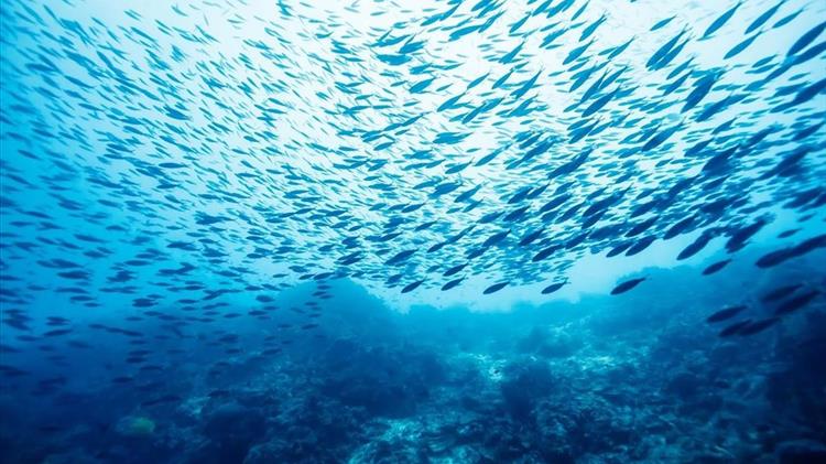 Καινοτόμο πρόγραμμα συνεργατικής επιχειρηματικότητας για αλιείς και ιχθυοκαλλιεργητές της Ροδόπης