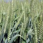 Μέχρι Πέμπτη ενστάσεις  για συνδεδεμένες σίτου, καλαμποκιού, κριθαριού