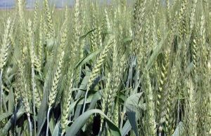 Μέχρι Πέμπτη ενστάσεις  για συνδεδεμένες σίτου, καλαμποκιού, κριθαριού
