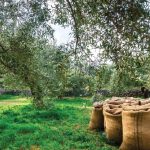 Ενημερωτική ημερίδα για τα έξυπνα αγροκτήματα βιολογικής ελιάς στις 22 Μαΐου